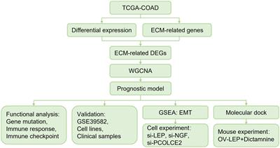 Identification of extracellular matrix-related biomarkers in colon adenocarcinoma by bioinformatics and experimental validation